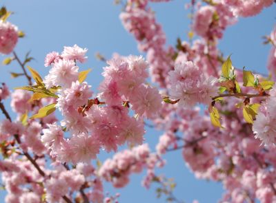 Japanische Zierkirschen 